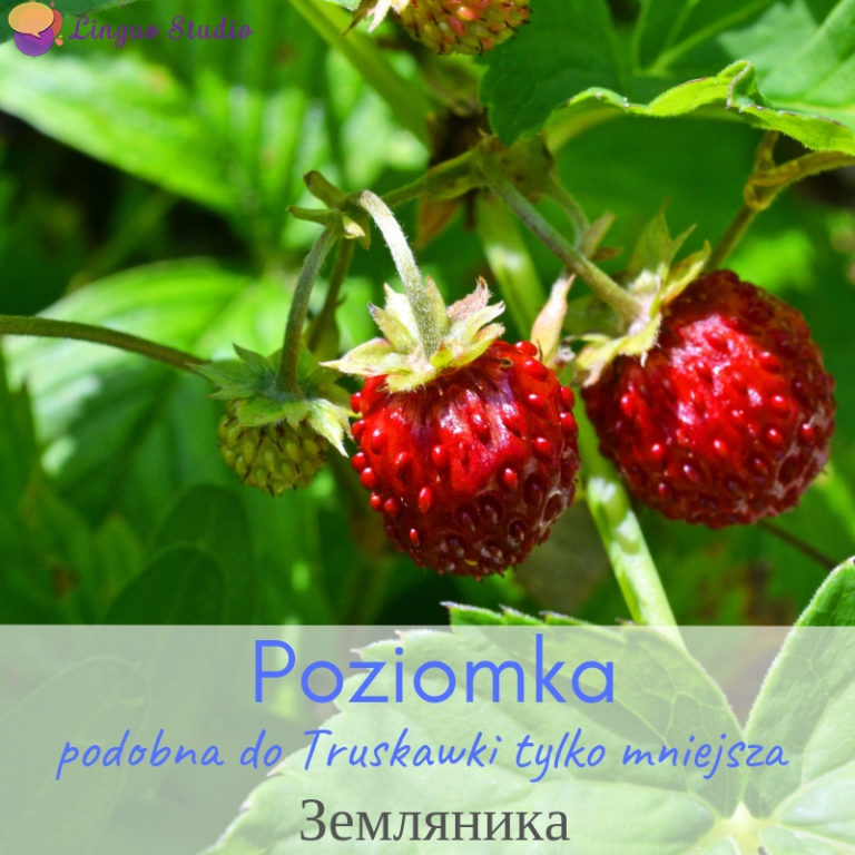 Польская лексика #7